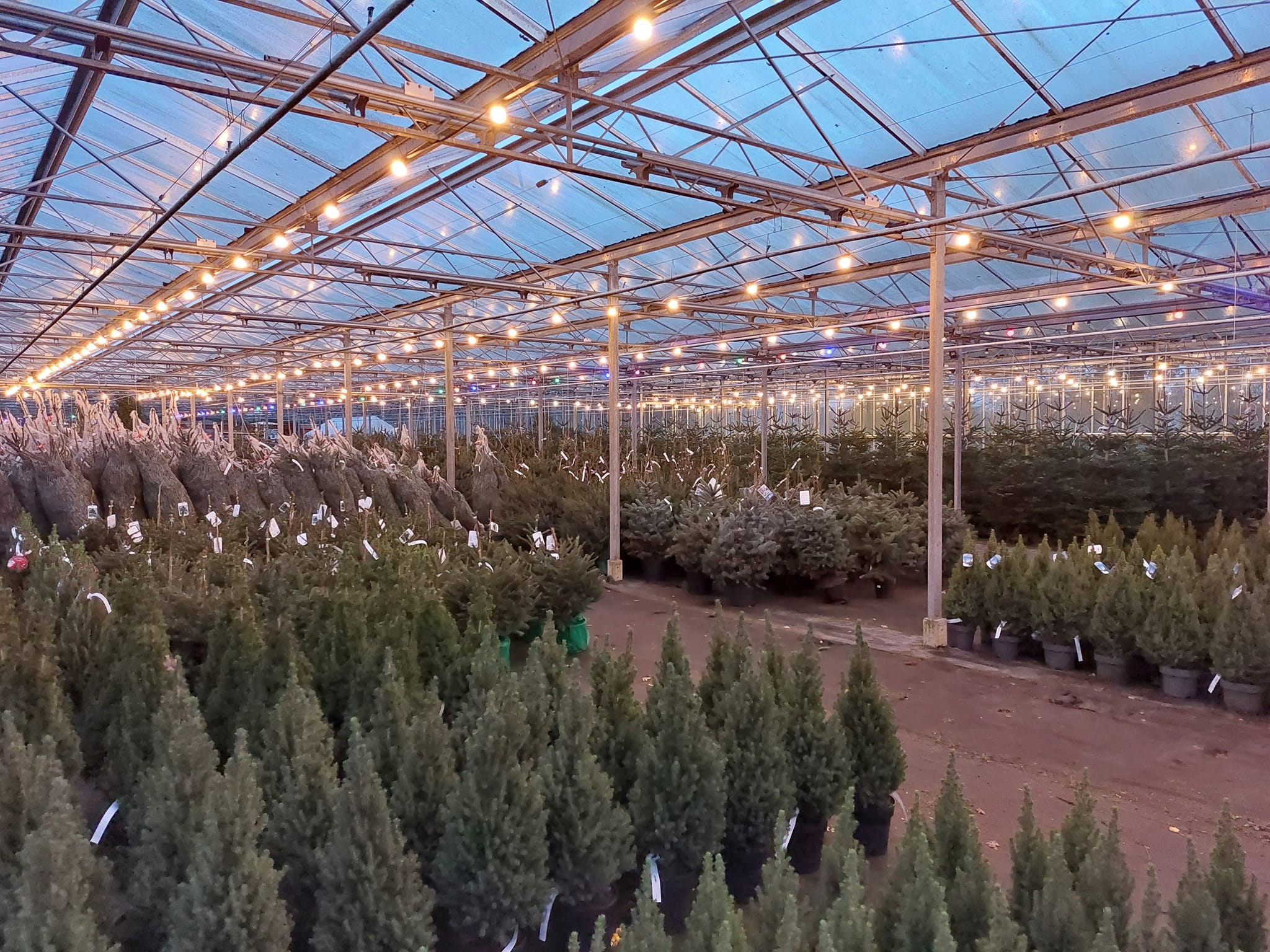 Kerstboom aanbiedingen echte-kerstbomen Friesland tuincentrum openingstijden verkoop kerstbomen Nordmann - groot - klein - formaat
